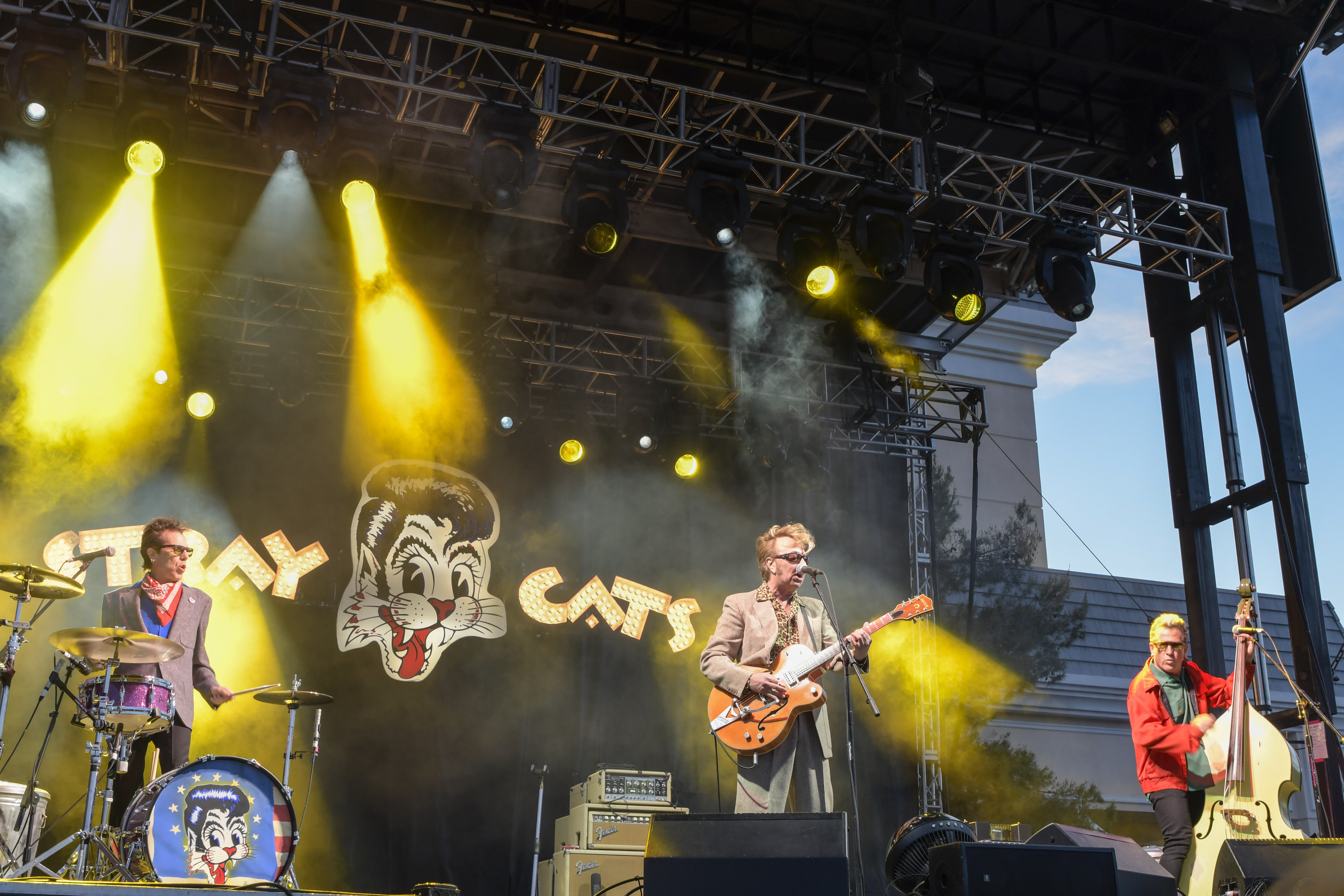 stray cats live download free